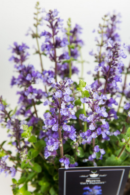 Šanta kočičí, Nepeta fassennii Cat's Payamas, velikost kontejneru 2 l-19369
