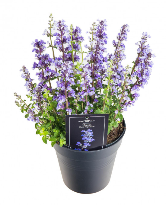 Šanta kočičí, Nepeta fassennii Cat's Payamas, velikost kontejneru 2 l-19370