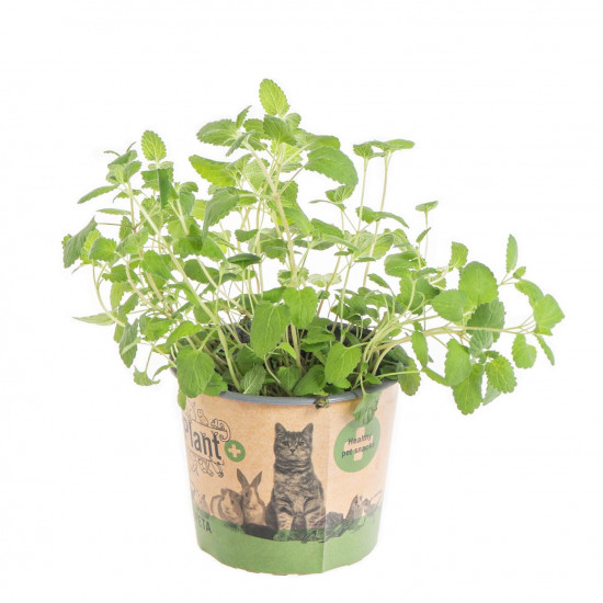 Šanta kočičí, Nepeta, průměr květináče 12 cm
