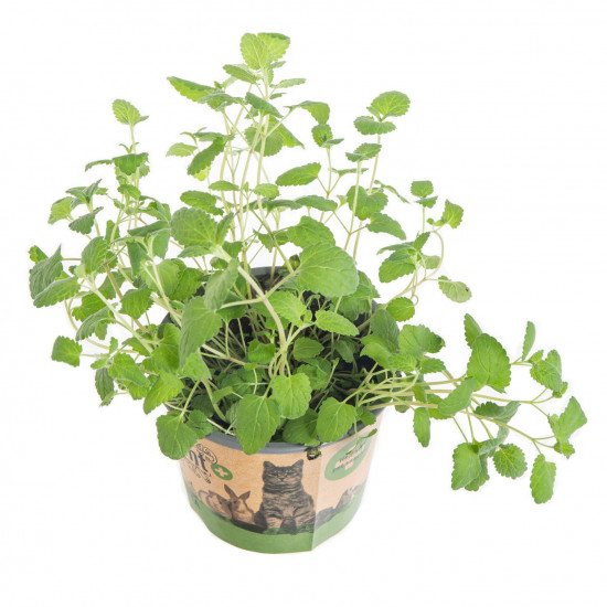 Šanta kočičí, Nepeta, průměr květináče 12 cm-7208