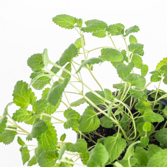 Šanta kočičí, Nepeta, průměr květináče 12 cm-7209