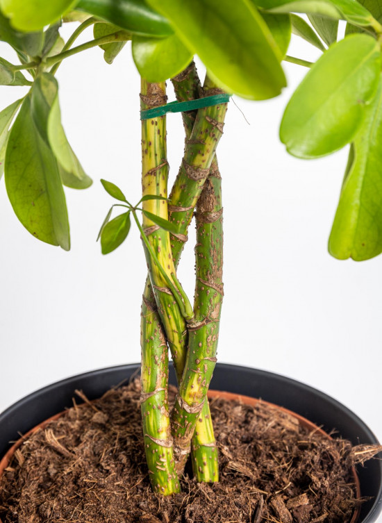 Šeflera, Schefflera arboricola Gold Capella, panašovaná, průměr květináče 17 cm-18230