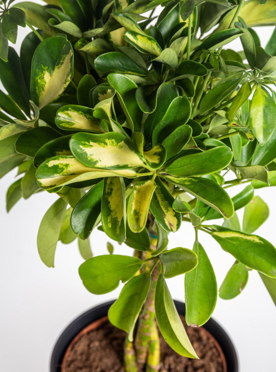 Šeflera, Schefflera arboricola Gold Capella, panašovaná, průměr květináče 17 cm-18231