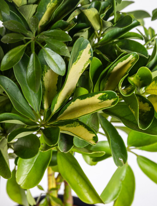 Šeflera, Schefflera arboricola Gold Capella, panašovaná, průměr květináče 17 cm-18232
