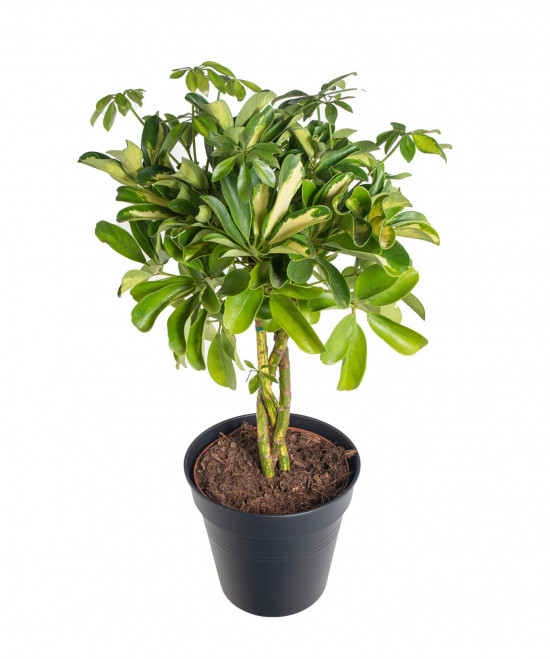 Šeflera, Schefflera arboricola Gold Capella, panašovaná, průměr květináče 17 cm-18233