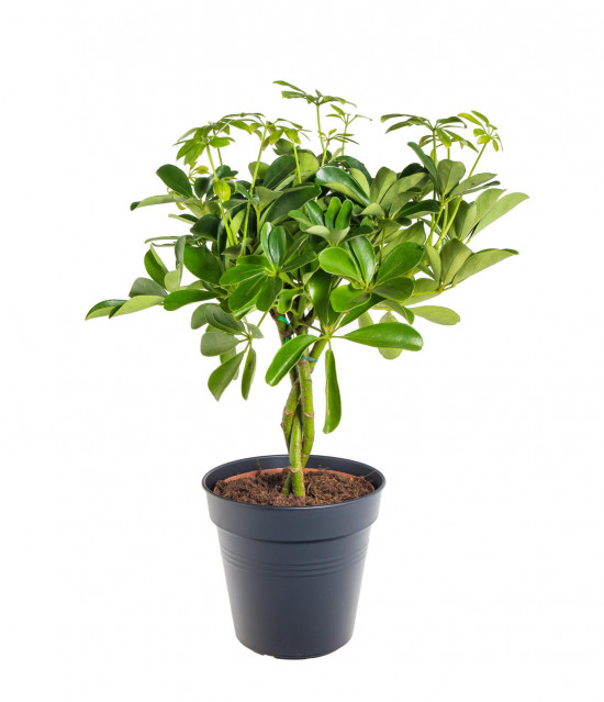 Šeflera, Schefflera arboricola Nora, průměr květináče 17 cm