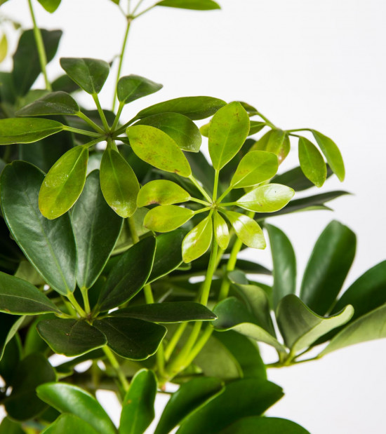 Šeflera, Schefflera arboricola Nora, průměr květináče 17 cm-18235
