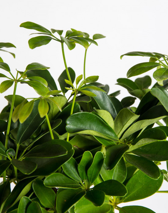 Šeflera, Schefflera arboricola Nora, průměr květináče 17 cm-18236