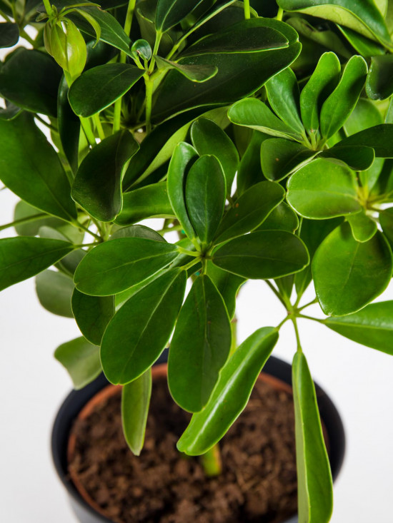 Šeflera, Schefflera arboricola Nora, průměr květináče 17 cm-18237