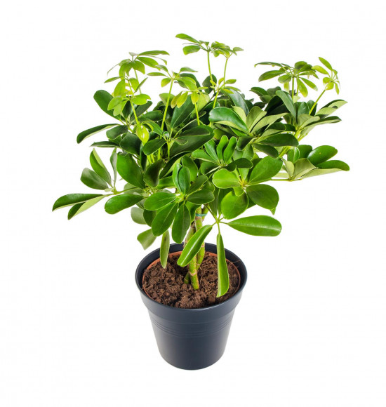 Šeflera, Schefflera arboricola Nora, průměr květináče 17 cm-18238