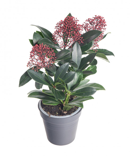 Skimie japonská Rubella, Skimmia japonica, červená, průměr květináče 10 cm-16869