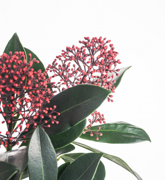 Skimie japonská Rubella, Skimmia japonica, červená, průměr květináče 10 cm-16870