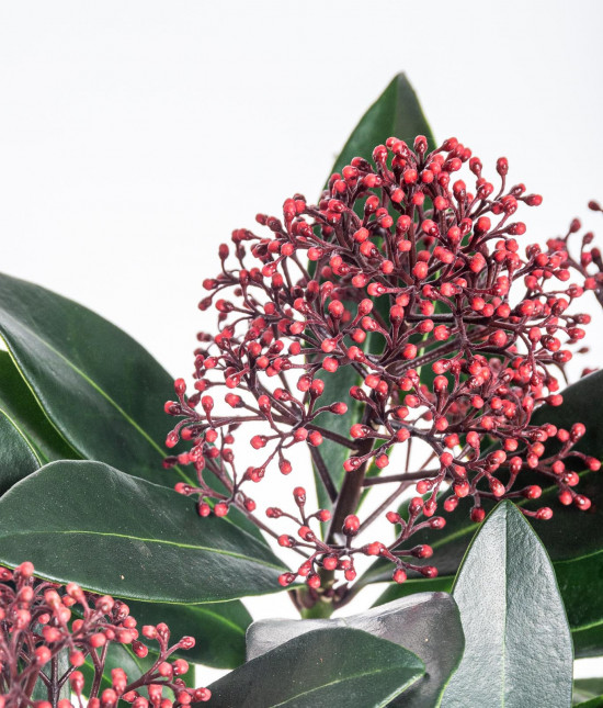Skimie japonská Rubella, Skimmia japonica, červená, průměr květináče 10 cm-16871