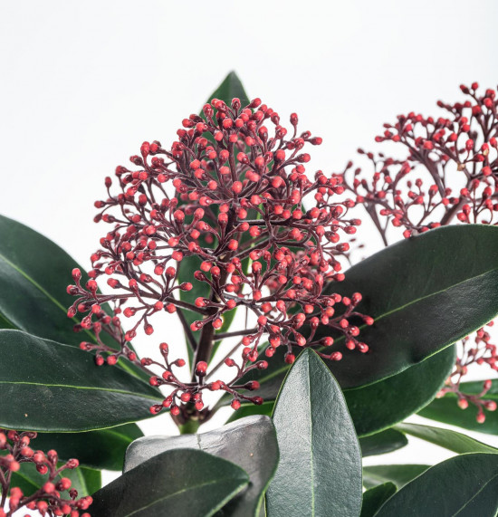 Skimie japonská Rubella, Skimmia japonica, červená, průměr květináče 10 cm-16872