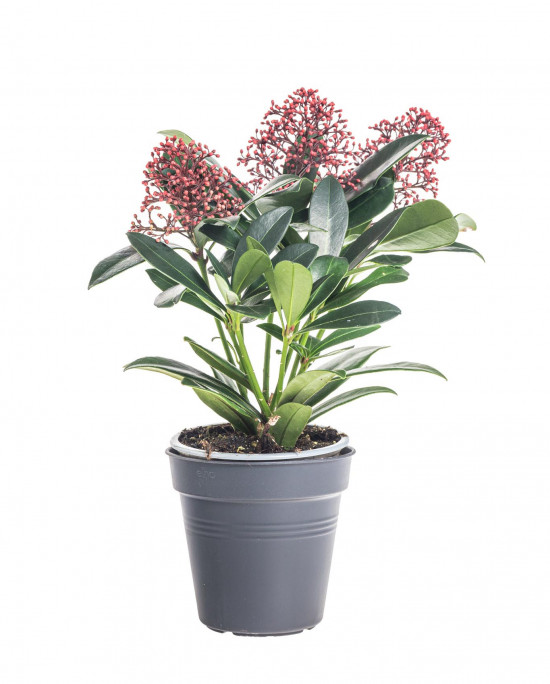Skimie japonská Rubella, Skimmia japonica, červená, průměr květináče 10 cm