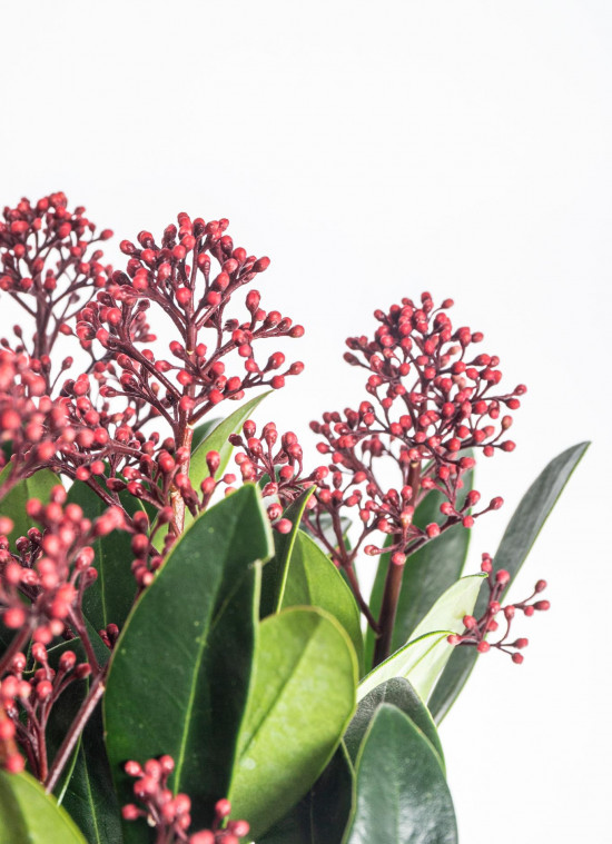 Skimie japonská Rubella, Skimmia japonica, červená, průměr květináče 15 cm-16875