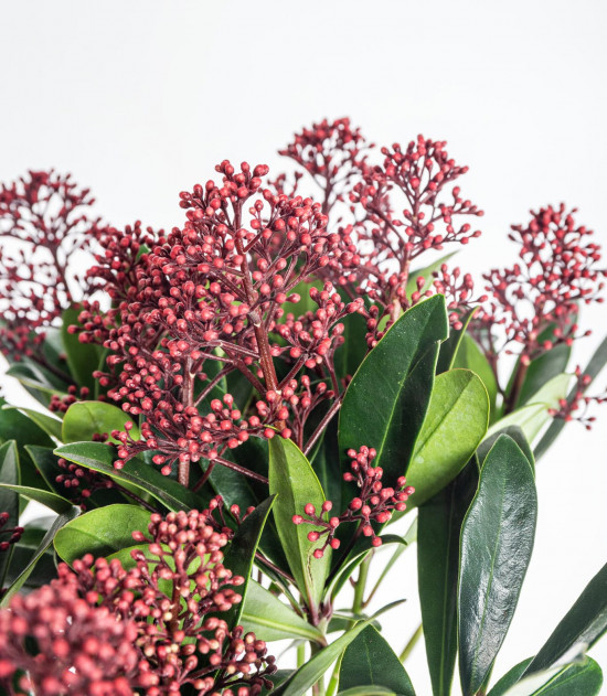 Skimie japonská Rubella, Skimmia japonica, červená, průměr květináče 15 cm-16876
