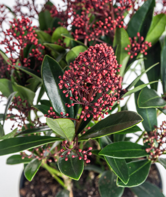 Skimie japonská Rubella, Skimmia japonica, červená, průměr květináče 15 cm-16877