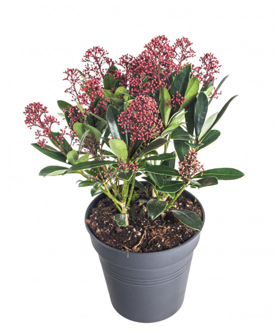 Skimie japonská Rubella, Skimmia japonica, červená, průměr květináče 15 cm-16878
