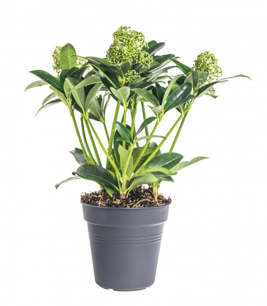 Skimie japonská White Globe, Skimmia japonica, bílá, velikost kontejneru 1.5 l