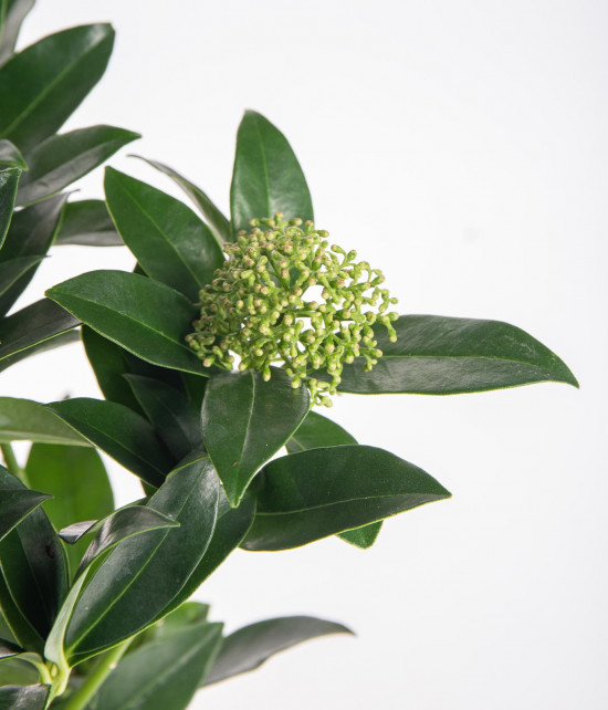 Skimie japonská White Globe, Skimmia japonica, bílá, velikost kontejneru 1.5 l-29050