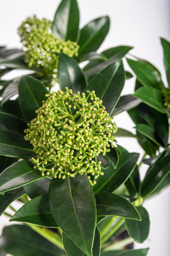 Skimie japonská White Globe, Skimmia japonica, bílá, velikost kontejneru 1.5 l-29051