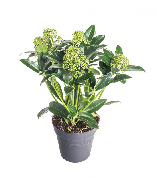 Skimie japonská White Globe, Skimmia japonica, bílá, velikost kontejneru 1.5 l-29052