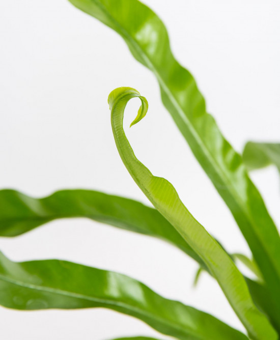Sleziník, Asplenium antiquum, průměr květináče 12 cm-17475