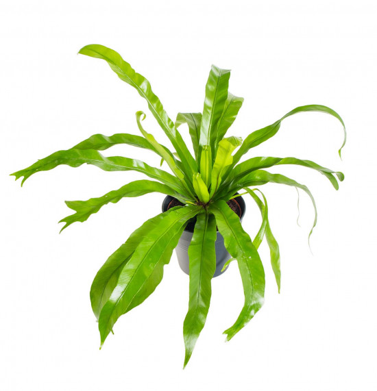 Sleziník, Asplenium antiquum, průměr květináče 12 cm-17477