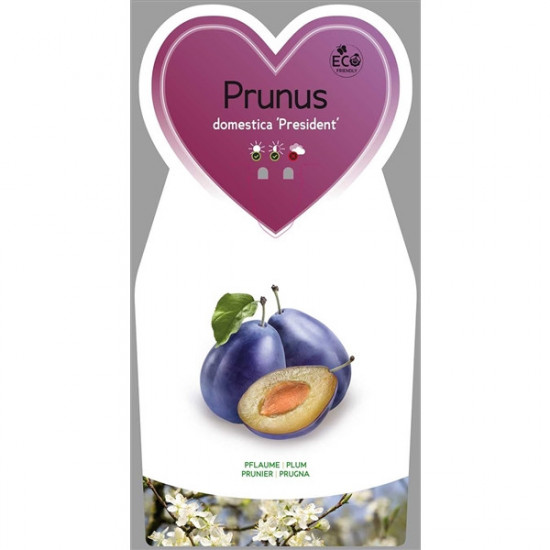Slivoň švestka, Prunus domestica President, cizosprašná, velikost kontejneru 5 l