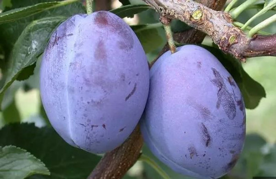 Slivoň švestka, Prunus domestica President, cizosprašná, velikost kontejneru 5 l-24176