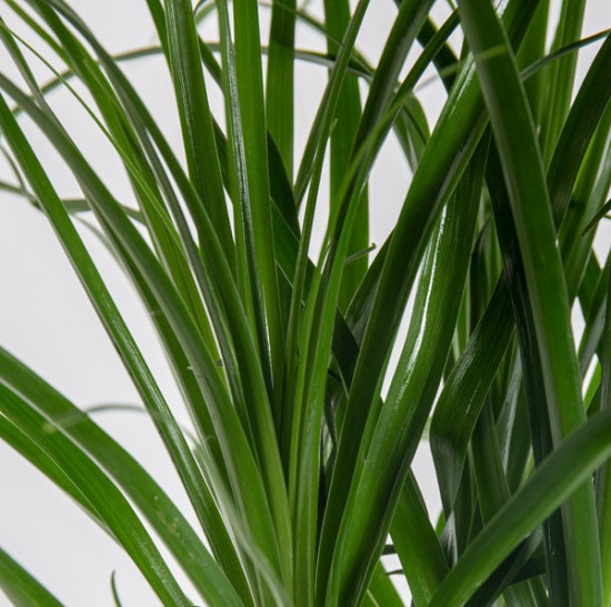 Sloní noha, Nolina recurvata, 1 výhon, průměr květináče 12 cm-6555