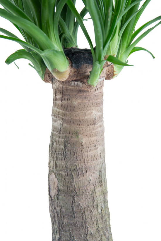 Sloní noha, Nolina recurvata, 1 výhon, průměr květináče 17 cm-7414