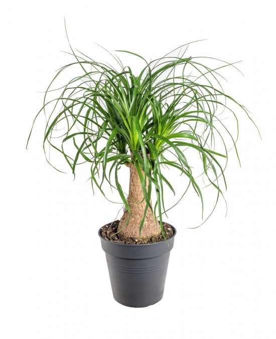 Sloní noha, Nolina recurvata, 1 výhon, průměr květináče 19 cm
