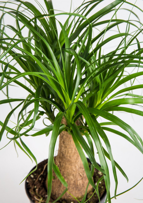 Sloní noha, Nolina recurvata, 1 výhon, průměr květináče 19 cm-18902