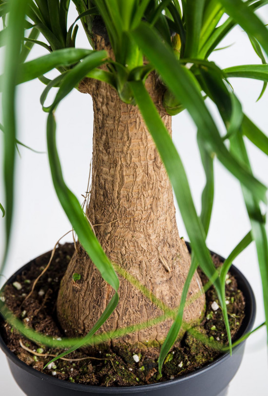 Sloní noha, Nolina recurvata, 1 výhon, průměr květináče 19 cm-18903