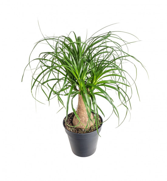 Sloní noha, Nolina recurvata, 1 výhon, průměr květináče 19 cm-18904