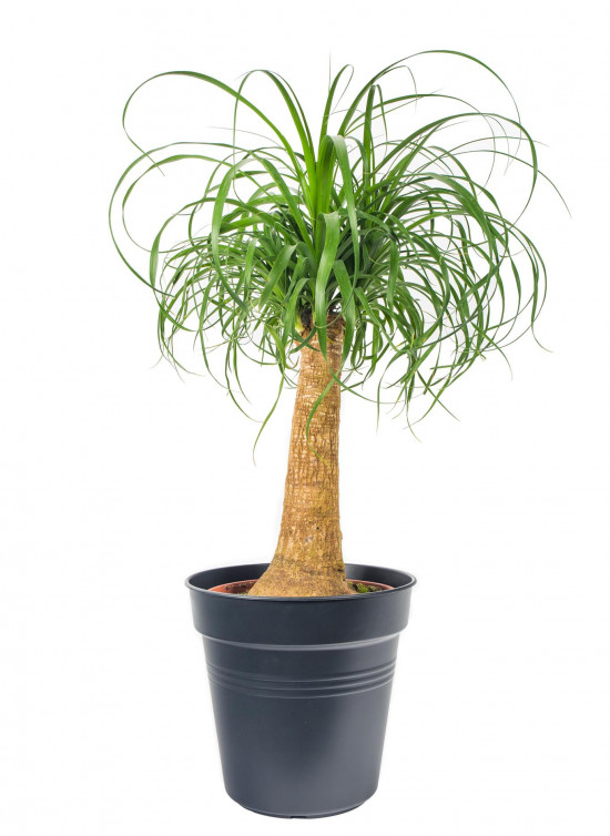 Sloní noha, Nolina recurvata, 1 výhon, průměr květináče 24 cm
