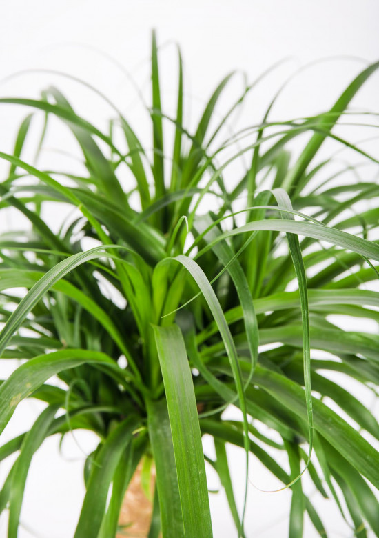 Sloní noha, Nolina recurvata, 1 výhon, průměr květináče 24 cm-17484