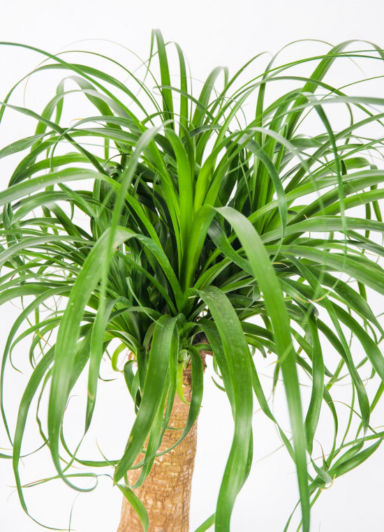Sloní noha, Nolina recurvata, 1 výhon, průměr květináče 24 cm-17485