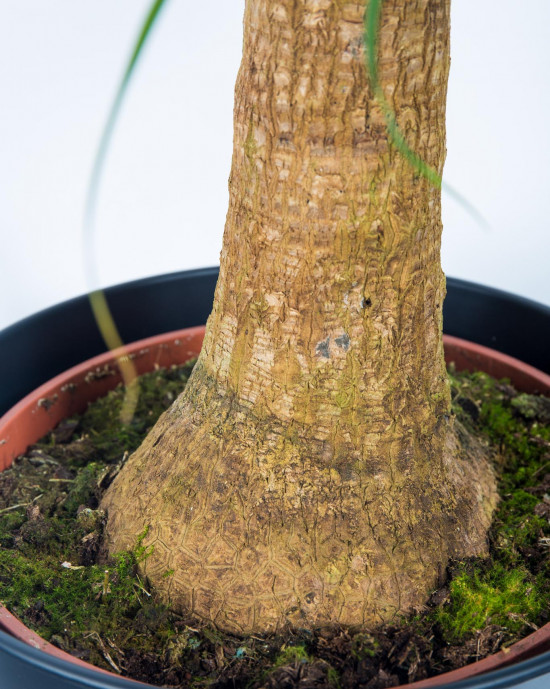 Sloní noha, Nolina recurvata, 1 výhon, průměr květináče 24 cm-17486