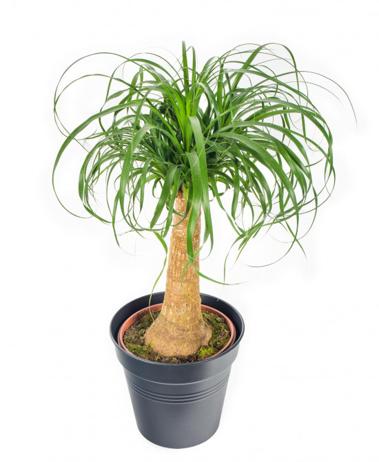 Sloní noha, Nolina recurvata, 1 výhon, průměr květináče 24 cm-17487