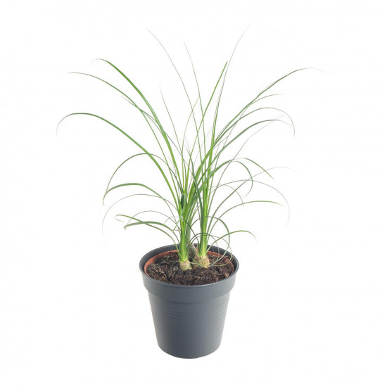 Sloní noha, Nolina recurvata, 3 výhony, průměr květináče 10 - 12 cm
