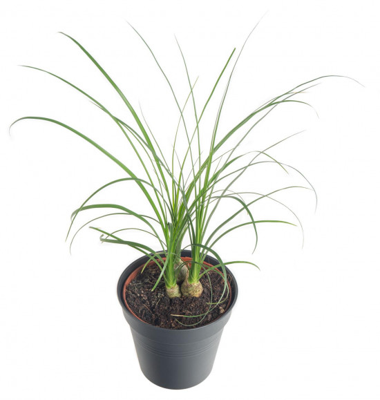 Sloní noha, Nolina recurvata, 3 výhony, průměr květináče 10 - 12 cm-7425