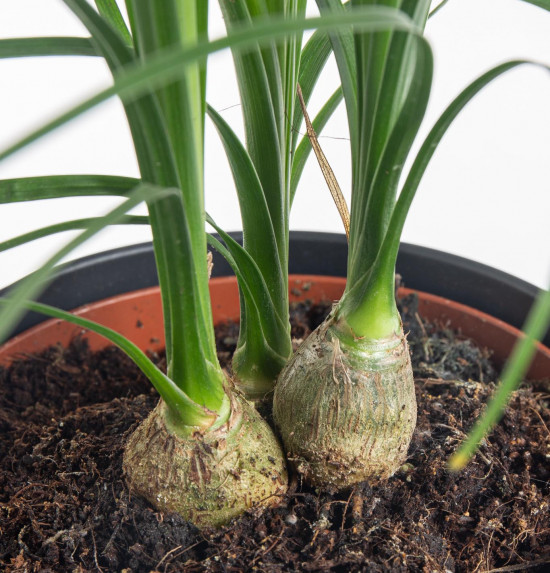 Sloní noha, Nolina recurvata, 3 výhony, průměr květináče 10 - 12 cm-7426