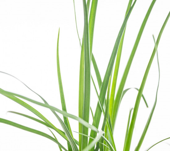 Sloní noha, Nolina recurvata, 3 výhony, průměr květináče 10 - 12 cm-7427