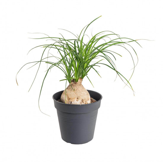 Sloní noha, Nolina recurvata, kulatý kmínek, průměr květináče 11 cm