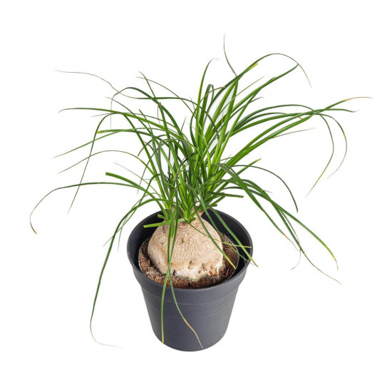 Sloní noha, Nolina recurvata, kulatý kmínek, průměr květináče 11 cm-23575