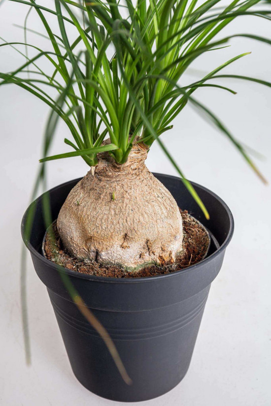 Sloní noha, Nolina recurvata, kulatý kmínek, průměr květináče 11 cm-23576