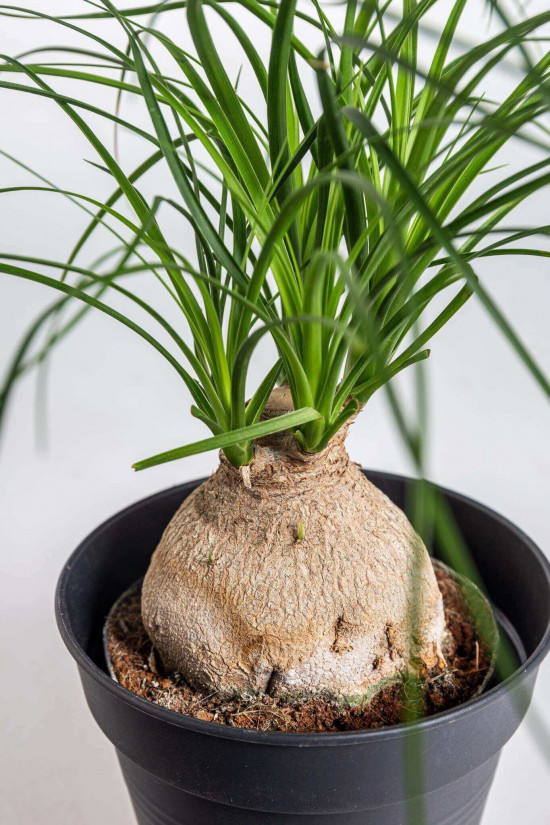 Sloní noha, Nolina recurvata, kulatý kmínek, průměr květináče 11 cm-23577